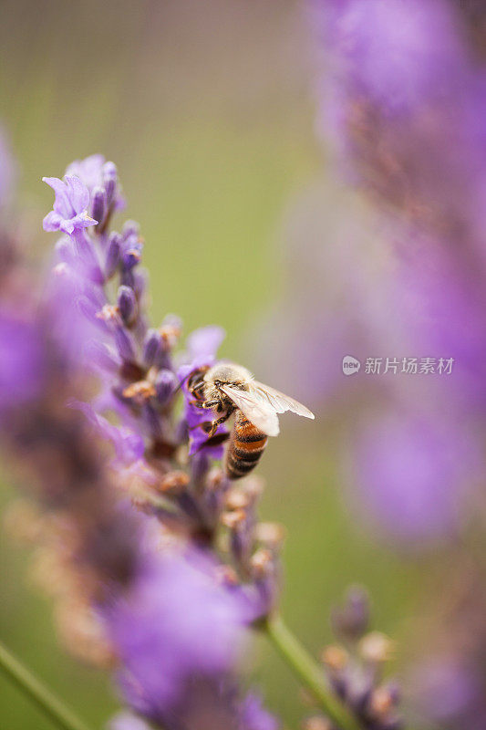 薰衣草和蜜蜂