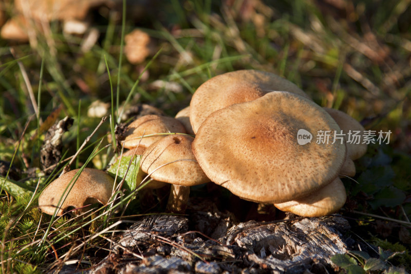 真菌:野生蘑菇或伞菌