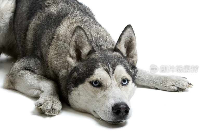 西伯利亚雪橇犬