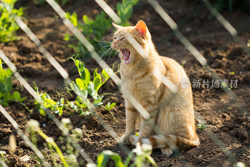 疲倦的猫在铁丝网后面