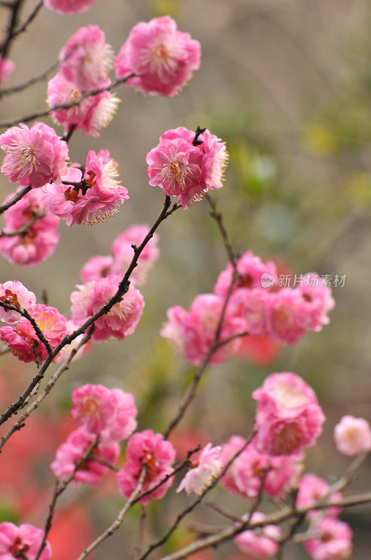 花朵粉红色的李子