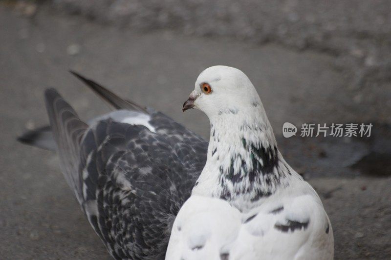 白色的野生鸽子