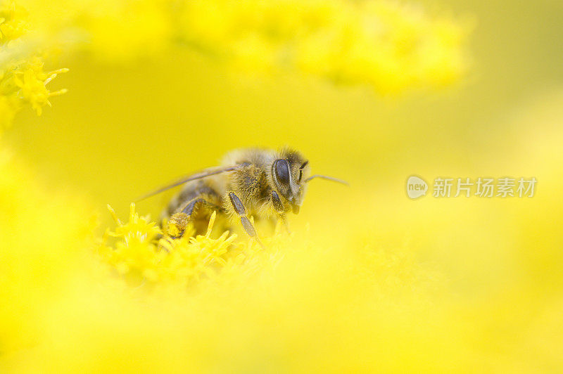 金杖蜂