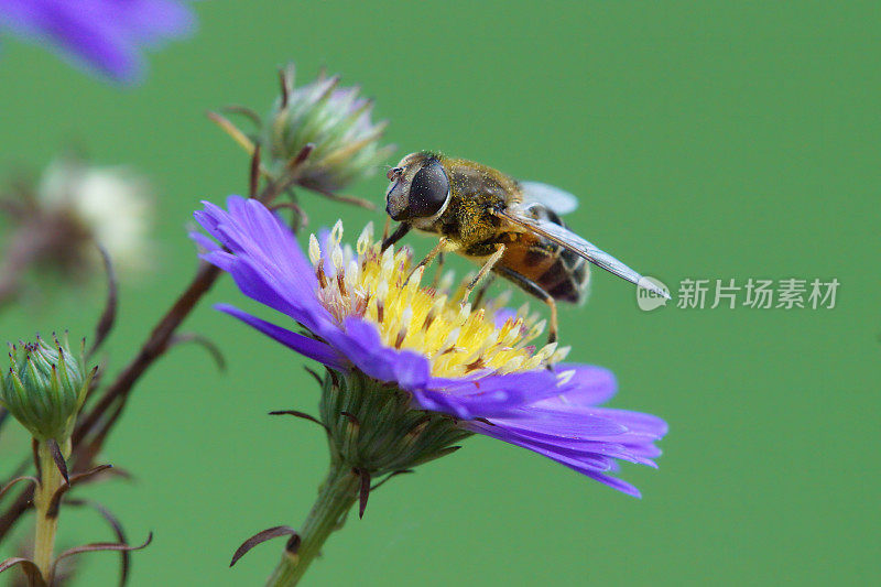 粪蜂在紫花菊上