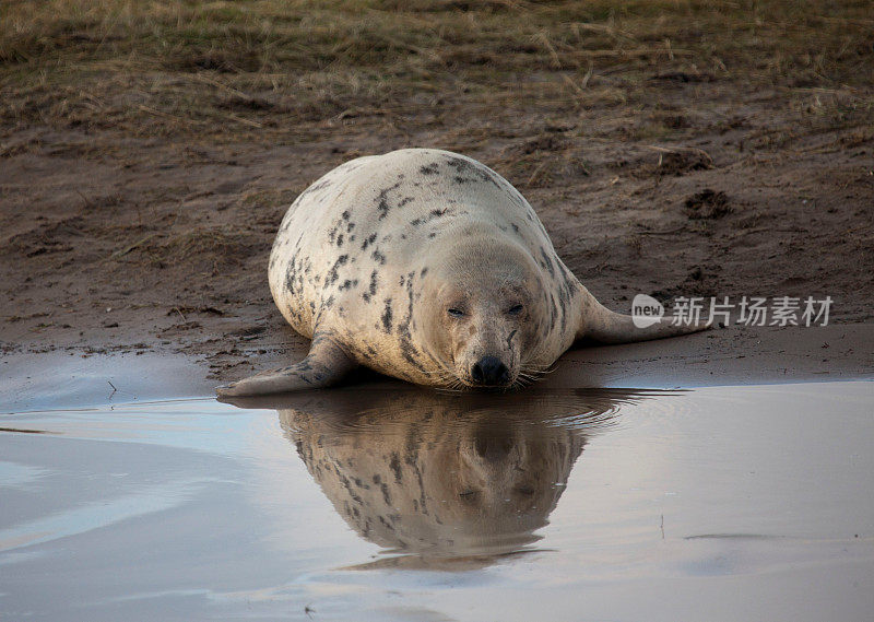 密封在海滩