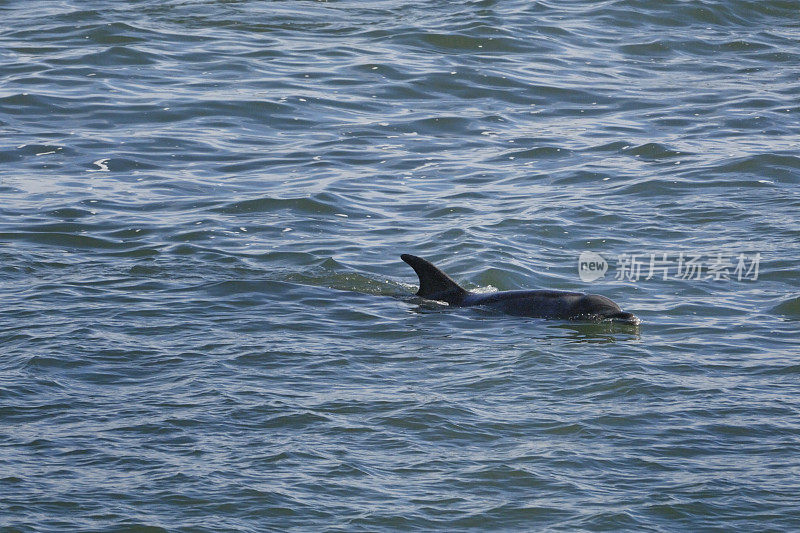 侧面的海豚游泳在海洋表面