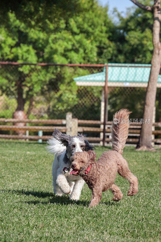 动物:两只狗在狗公园玩