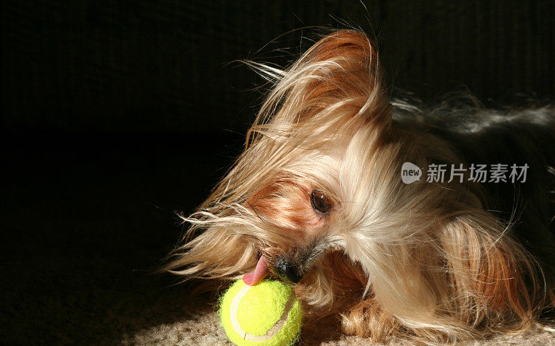 约克犬舔着网球