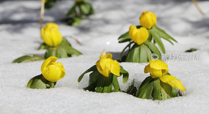 毛茛早春在雪中开花