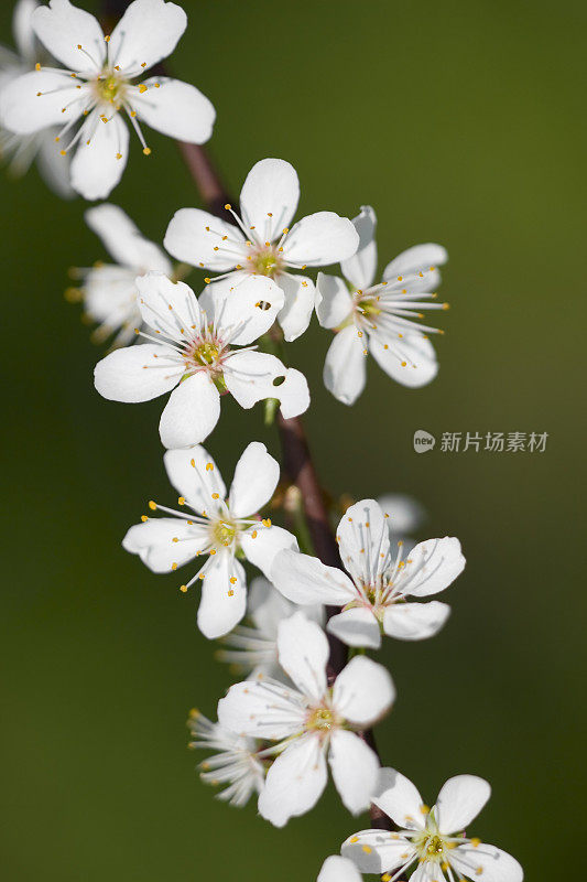 樱桃树开花