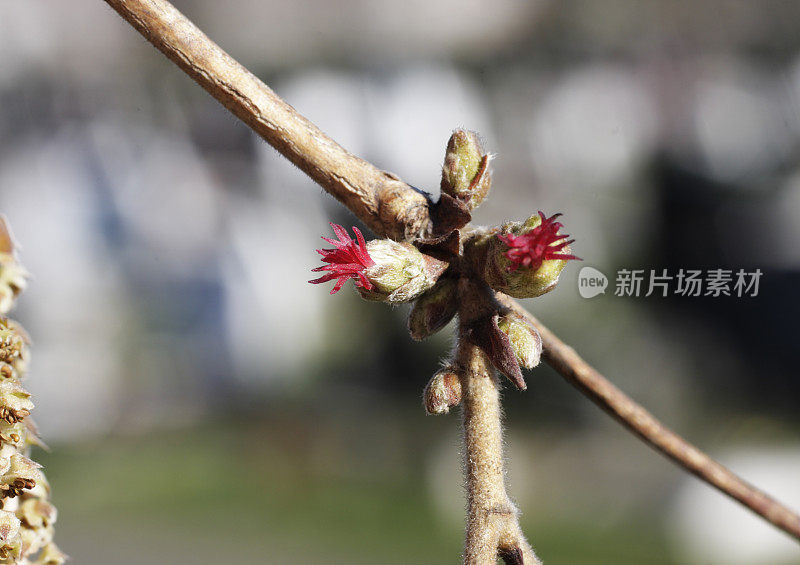 榛树榛属上的雌花