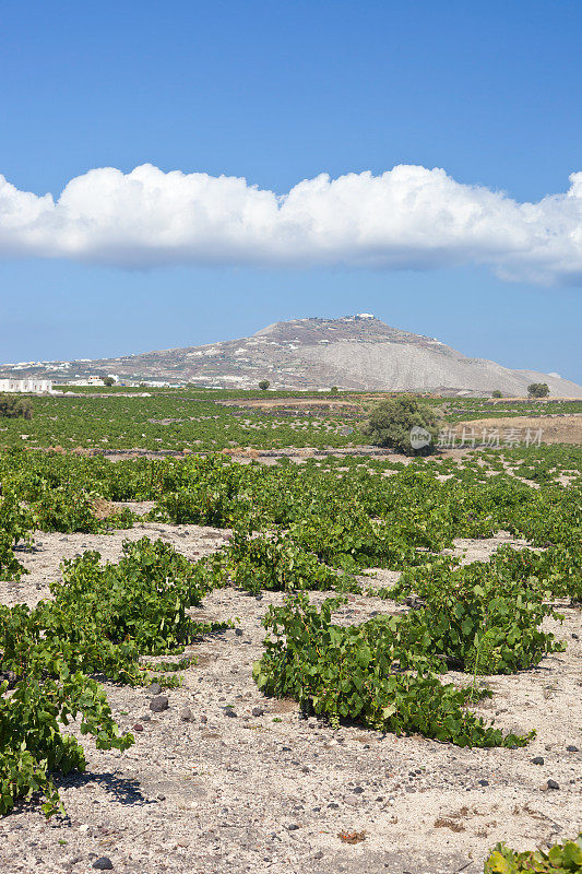 圣托里尼岛的希腊葡萄园