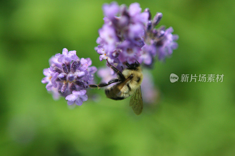 蜜蜂薰衣草花粉
