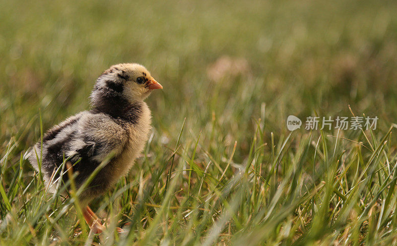 可爱的小鸡在绿草地上