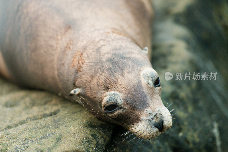 拉荷亚湾