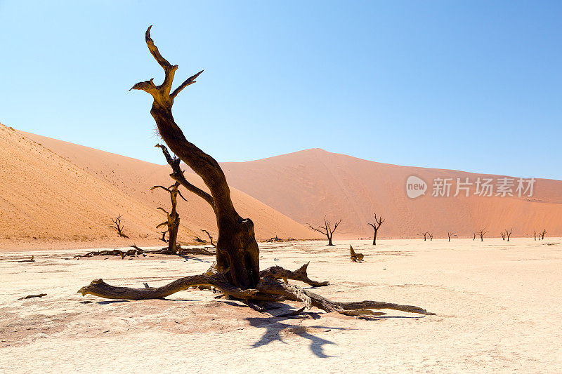 Sossusvlei、纳米比亚