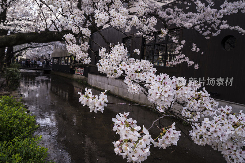 樱花在河上