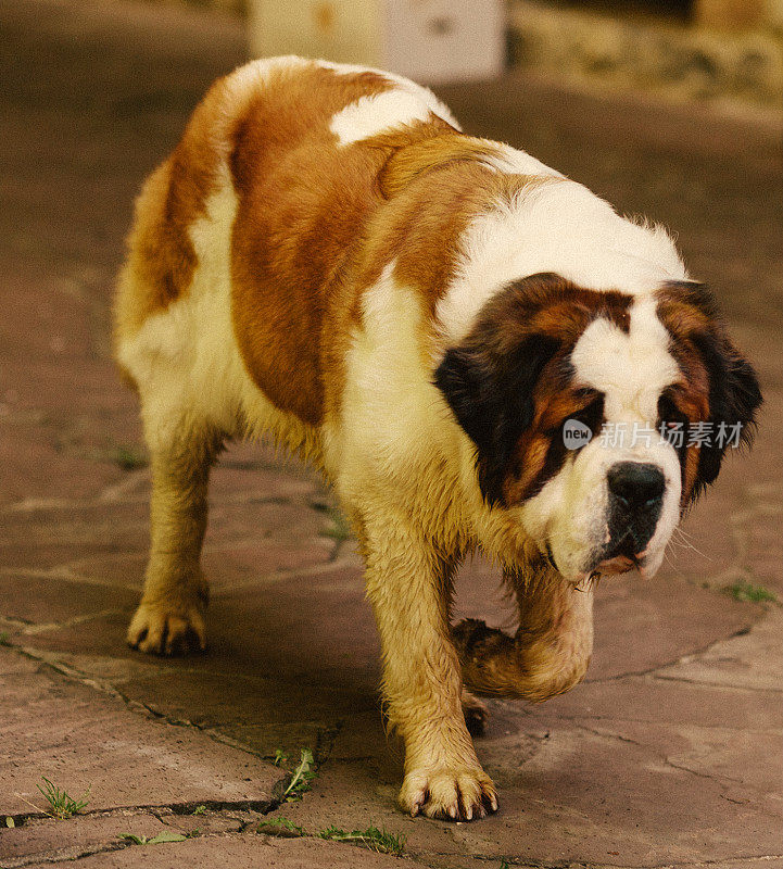 圣伯纳德犬