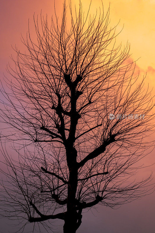 日落时光秃秃的树的剪影
