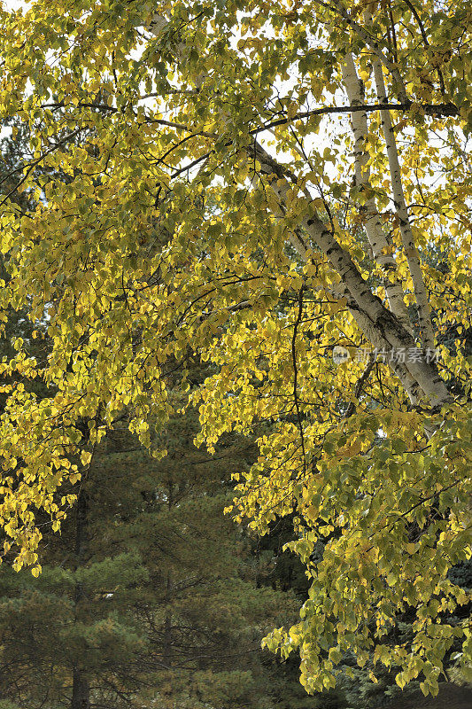 秋天桦树在密歇根州