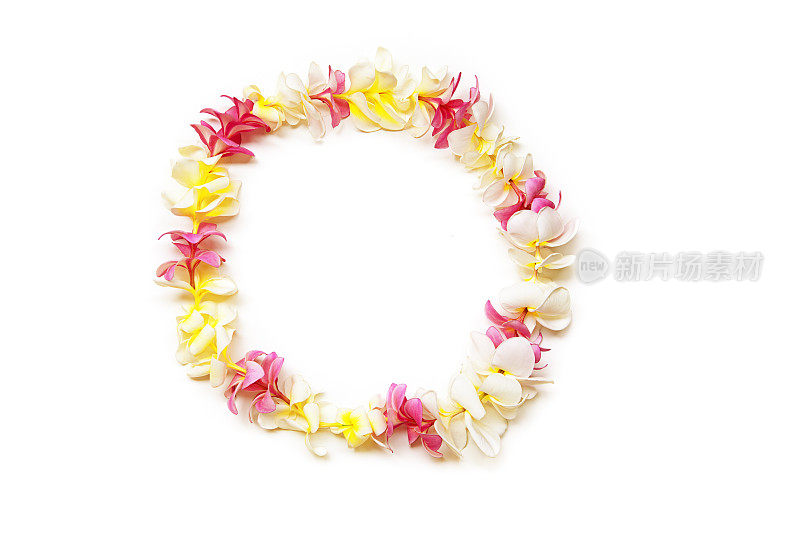 夏威夷的粉色、白色和黄色鸡蛋花