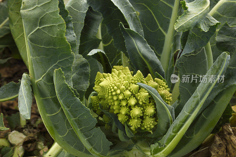 有机罗马花椰菜田间生长特写