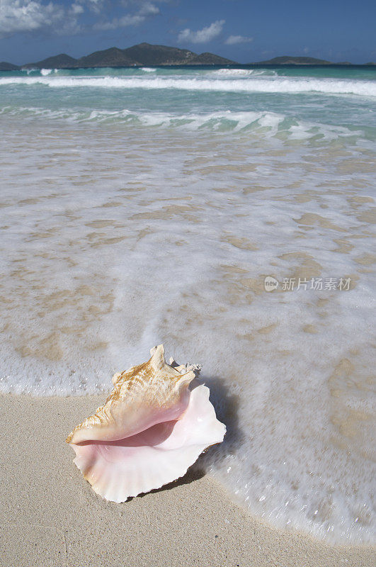 粉红色海螺贝壳热带海滩