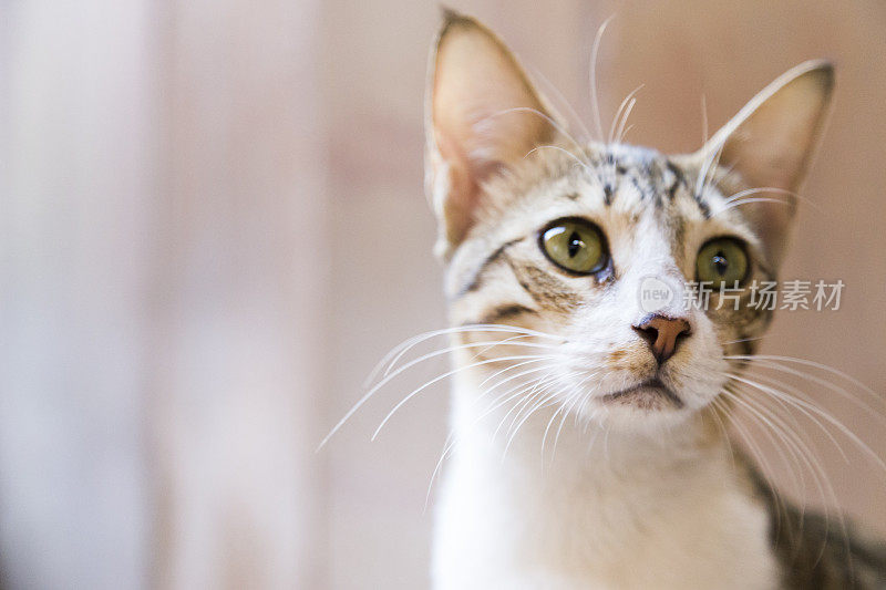 愁眉苦脸的流浪猫