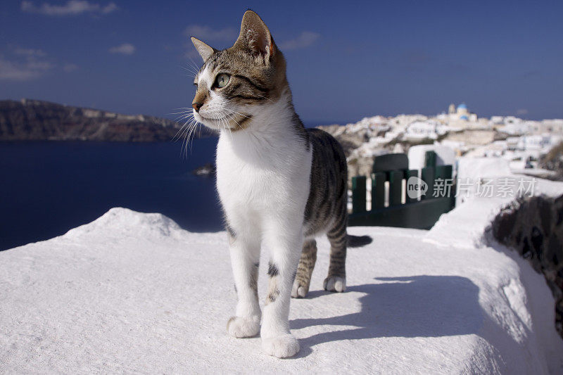 希腊基克拉迪群岛圣托里尼岛上的一只野猫