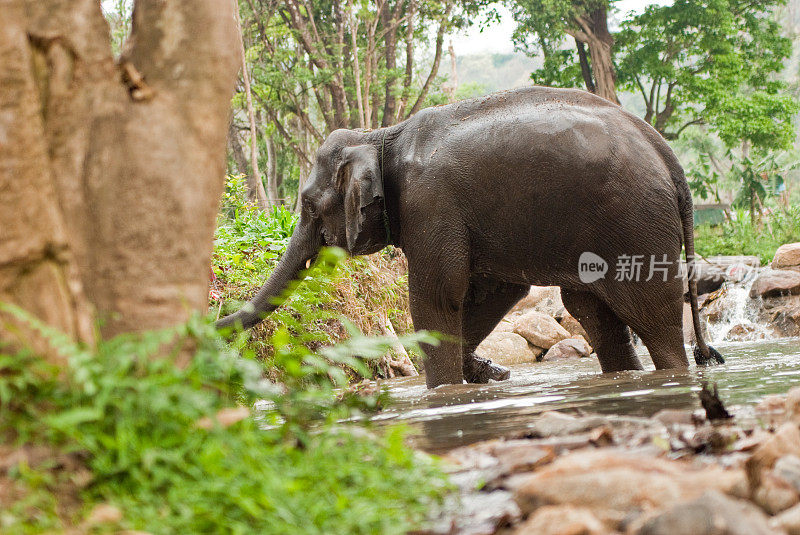 泰国大象涉水