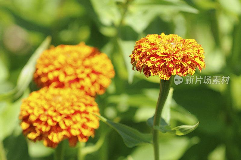 盛开的金色Zinnia