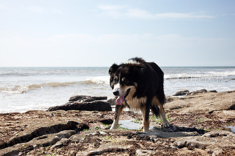 潮湿的边境牧羊犬在岩石海滩上