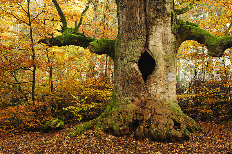 苔藓覆盖了古老的空心橡树在秋天的森林