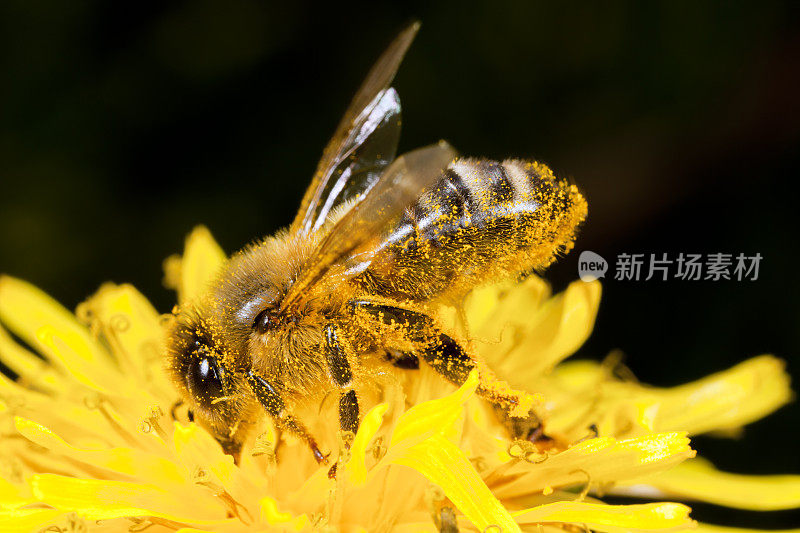 蜜蜂在蒲公英上