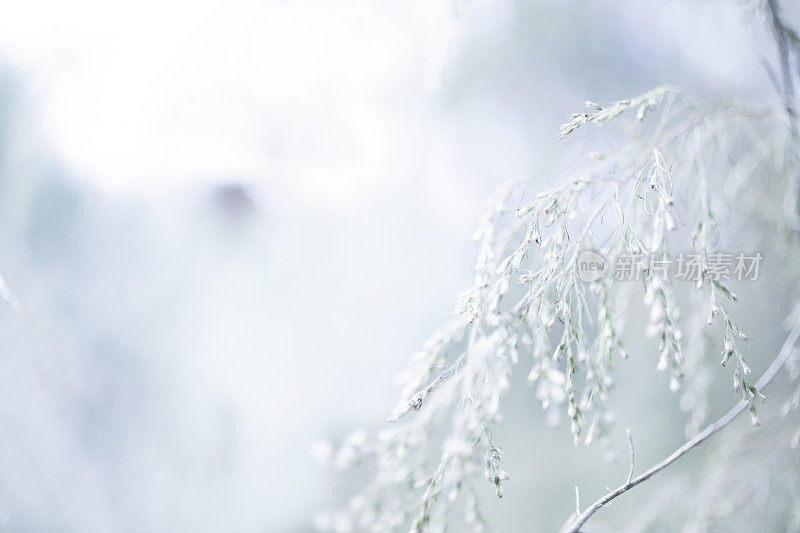 自然背景:冬季草地树枝上的雪。