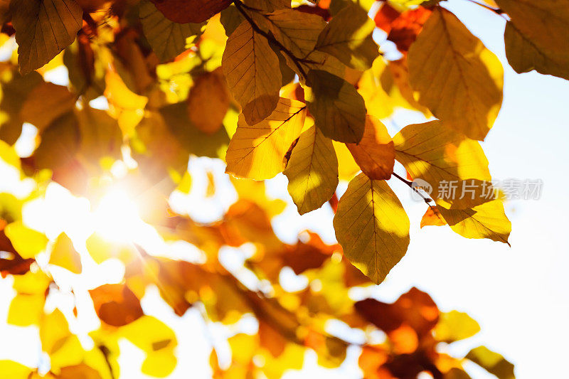 秋日透过山毛榉树叶飘落