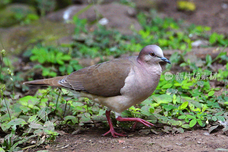 Gray-chested鸽子