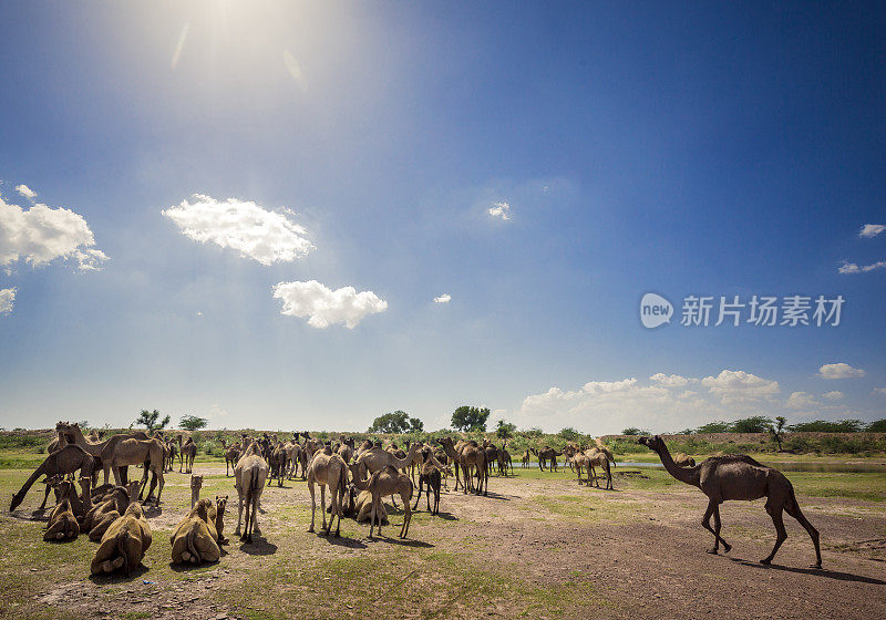 印度拉贾斯坦邦塔尔沙漠的骆驼群