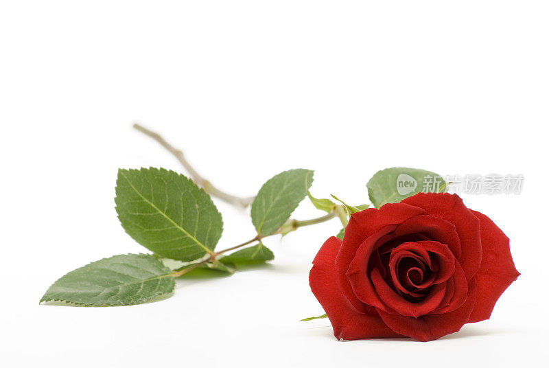 一朵红玫瑰躺在白玫瑰上