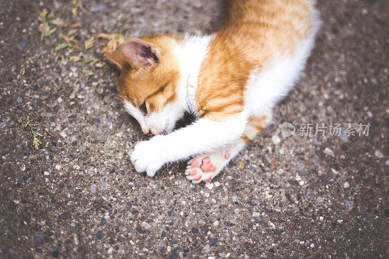 小红猫在户外玩耍