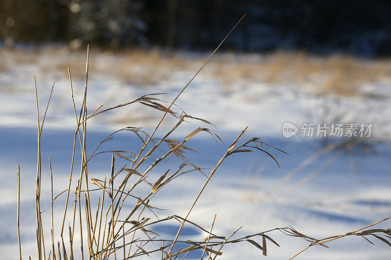 湿地中的草性植物:加拿大不列颠哥伦比亚省的冬季