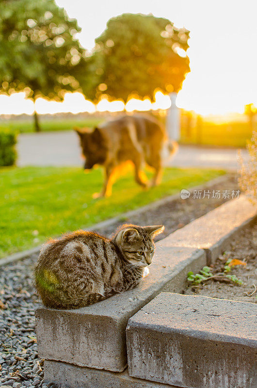 猫和狗在一起