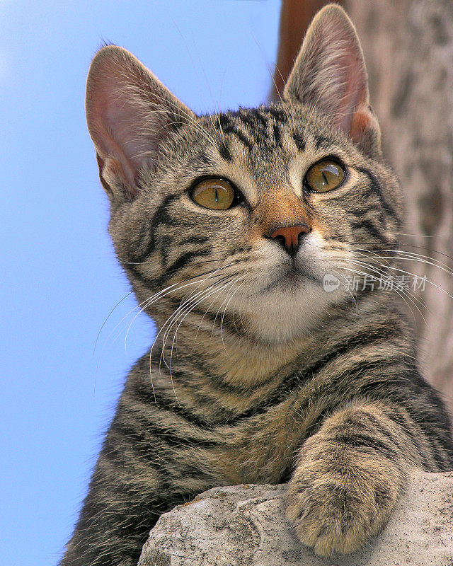 野猫上墙