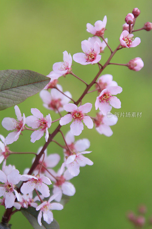 春天的花朵