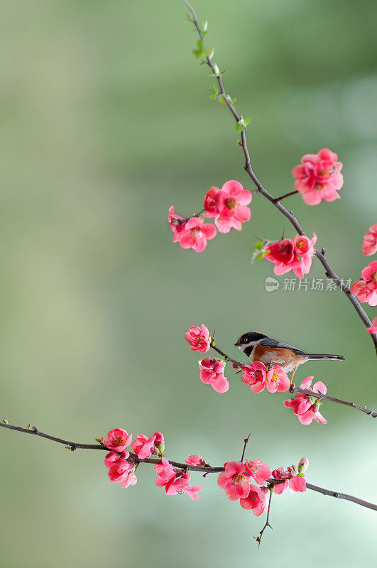 红发梅花