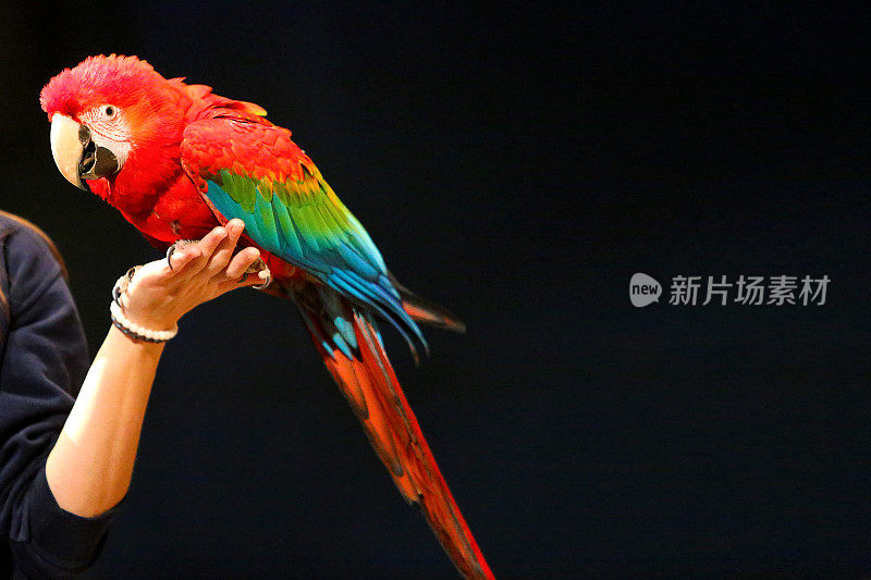 五彩缤纷的彩虹鹦鹉