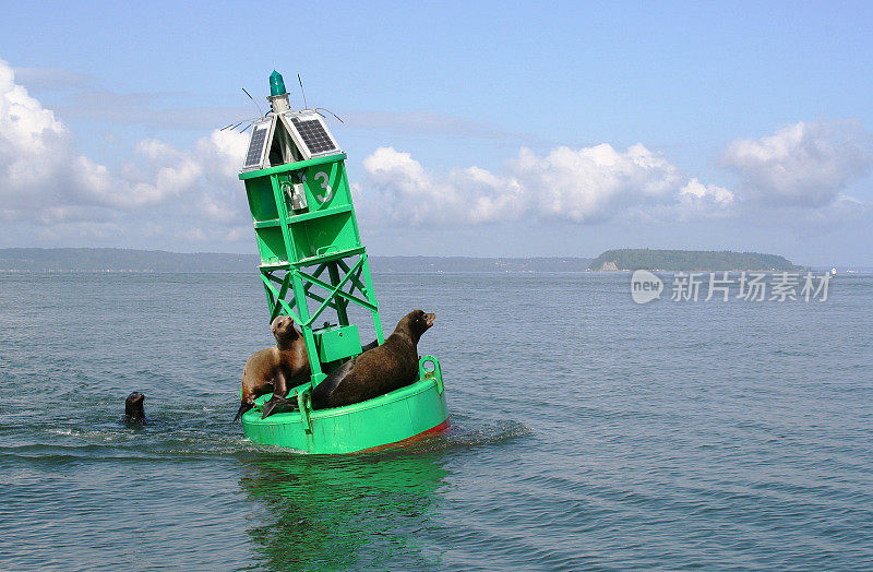 浮标上的海狮