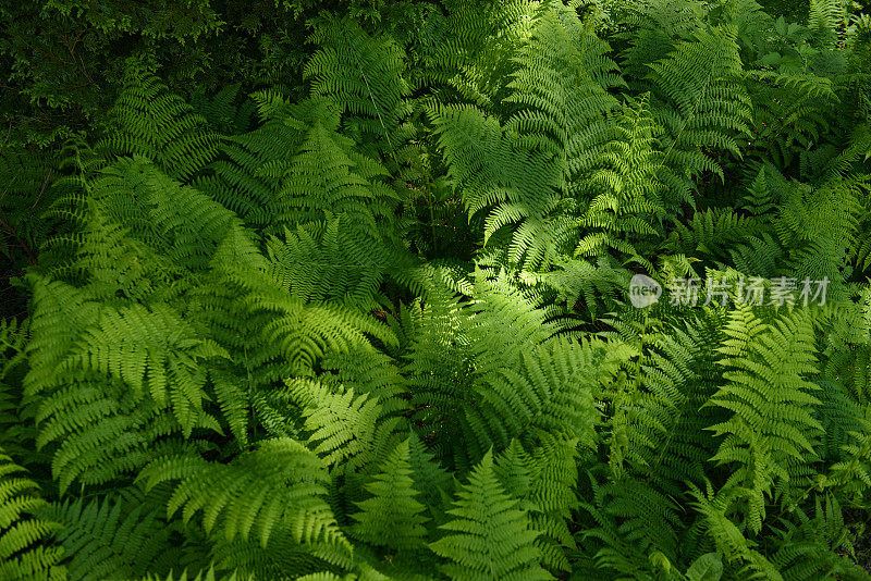 森林蕨类植物