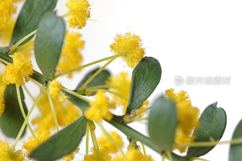 相思的花朵