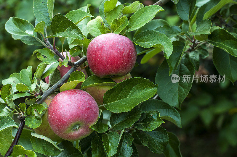 果园里的苹果